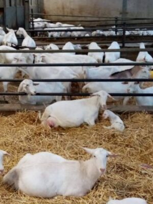 Bezoek Ommersteyn VZW Rotem (Arum)